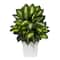 2ft. Golden Dumb Cane in Decorative White Metal Planter